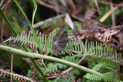 Euthalia monina monina