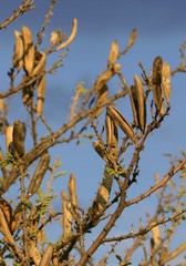 Vachellia hebeclada hebeclada