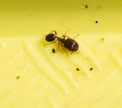 Pheidole californica