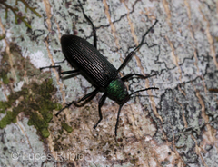 Strongylium haemorrhoidale