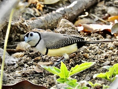 Stizoptera bichenovii