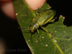 Chlorolochmaea paralella