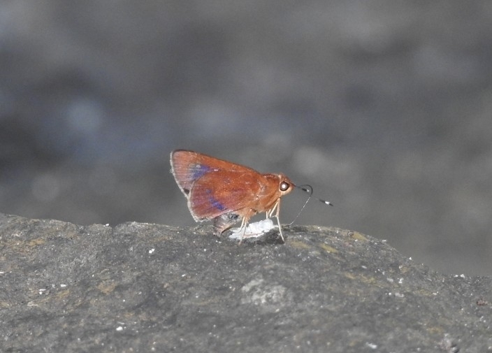 Purple-spotted Flitter