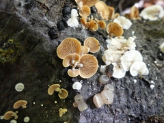 Crepidotus versutus