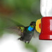 Blue-chested Hummingbird - Photo (c) Carol Foil, some rights reserved (CC BY-NC-ND)