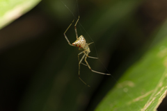 Thwaitesia margaritifera