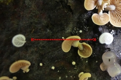 Crepidotus versutus