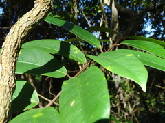 Anodendron benthamianum