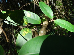 Anodendron benthamianum