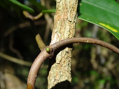 Anodendron benthamianum