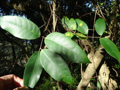 Anodendron benthamianum
