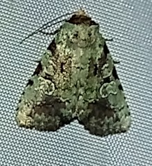 Perigea glaucoptera