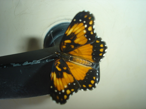Bordered Patch