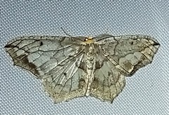 Hydatoscia ategua