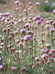 Armeria maritima