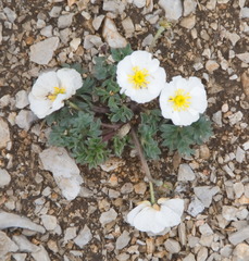 Ranunculus seguieri