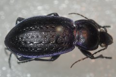 Carabus serratus