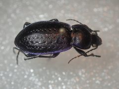 Carabus serratus