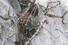 Echeveria paniculata