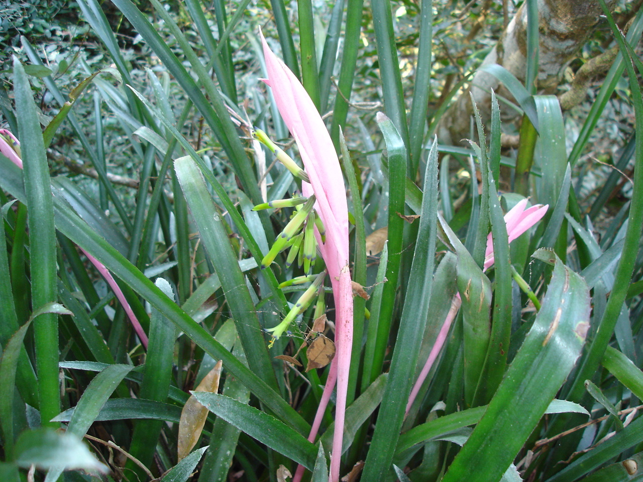 Billbergia distachia