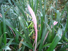 Billbergia distachia