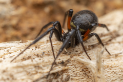 Steatoda cingulata