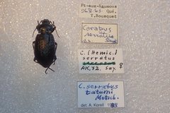 Carabus serratus