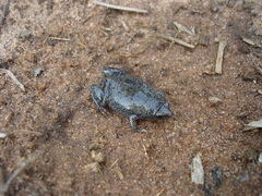 Elachistocleis cesarii