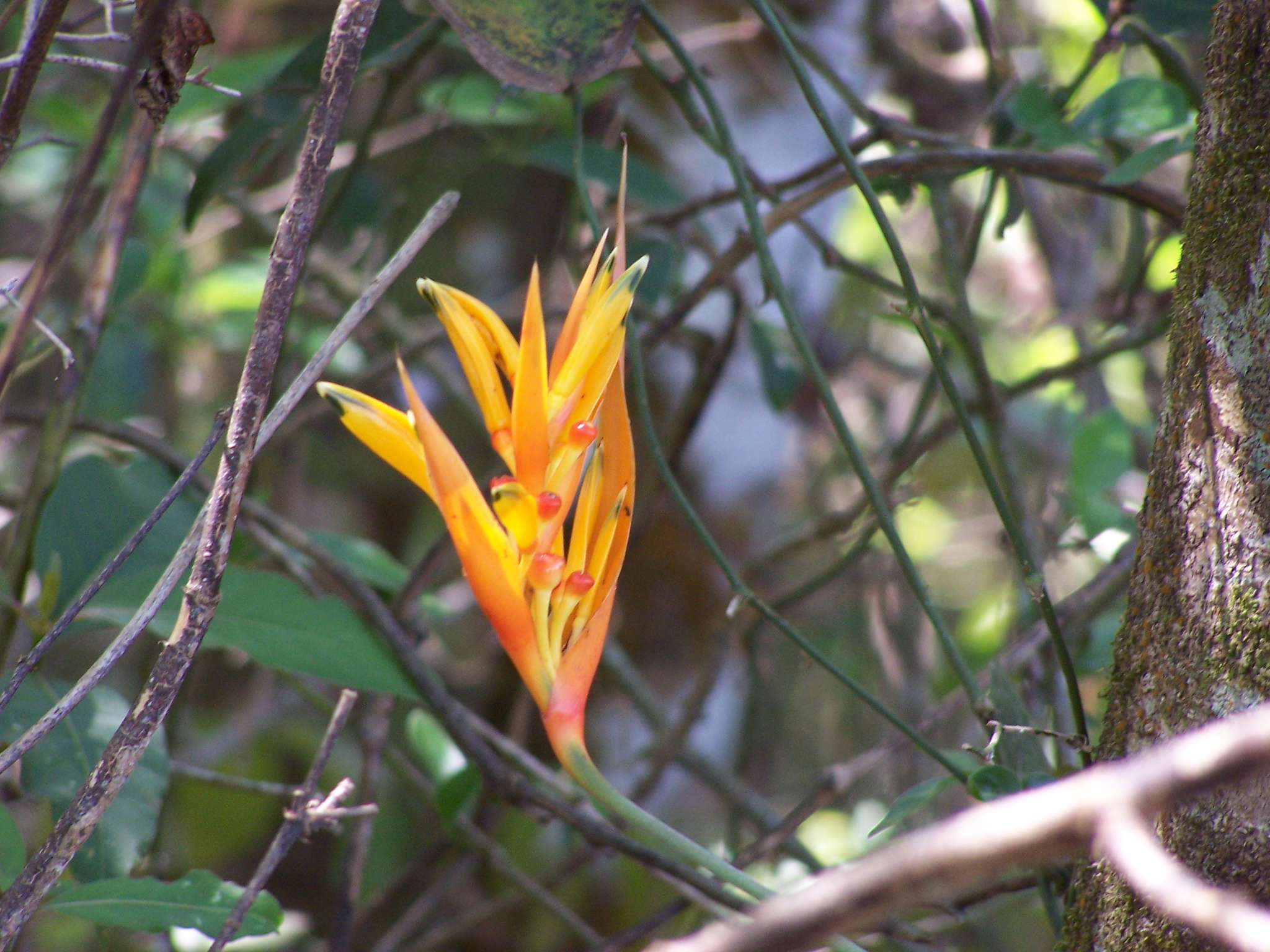 Heliconia psittacorum