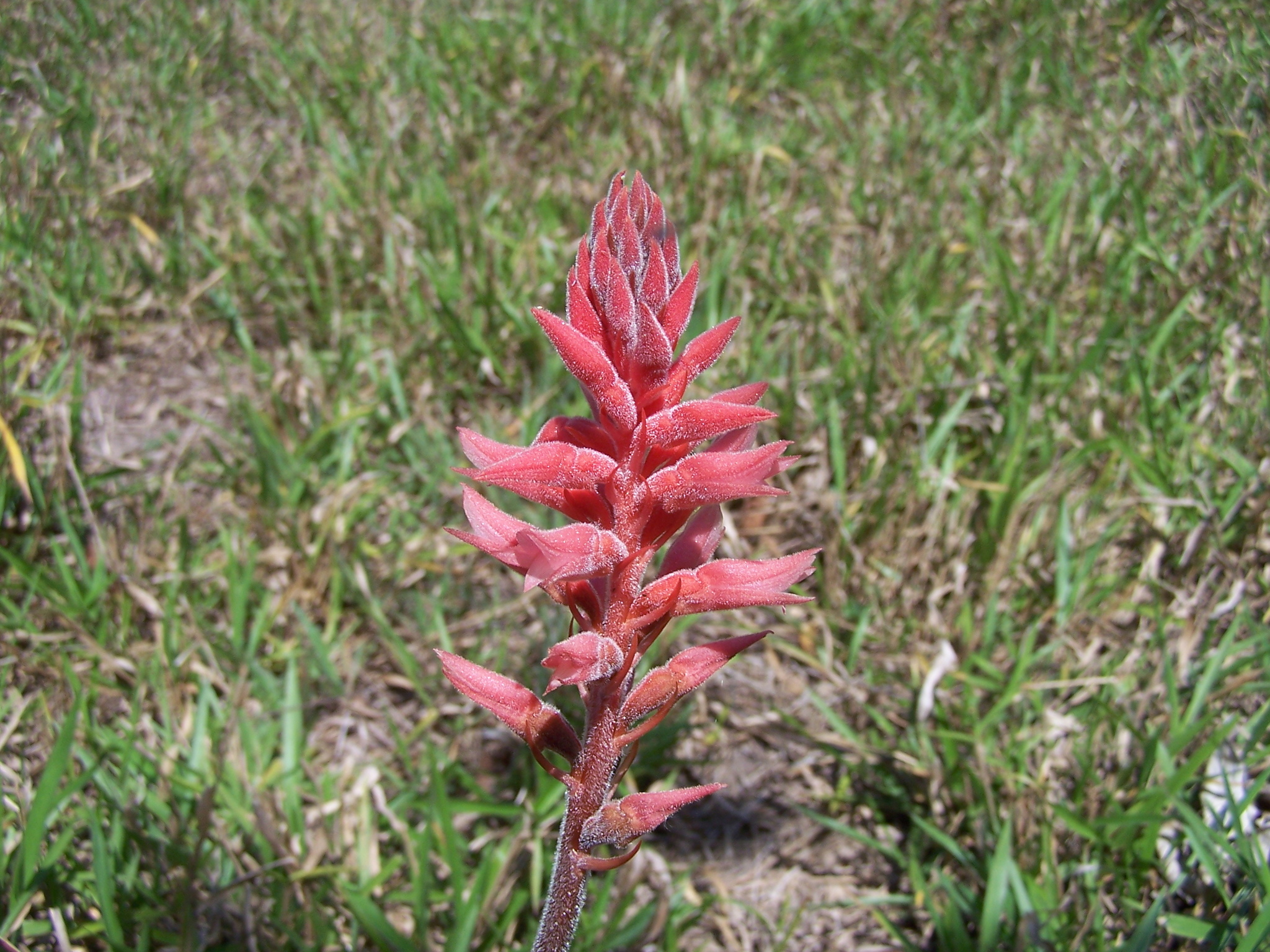 Sacoila lanceolata