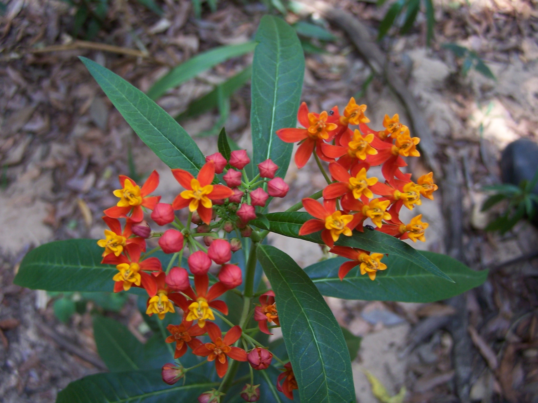 Asclepias curassavica
