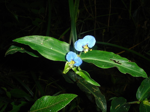 Commelina robusta