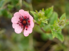 Potentilla nepalensis