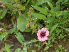 Potentilla nepalensis