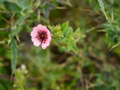 Potentilla nepalensis