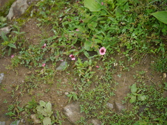Potentilla nepalensis
