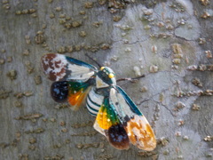 Penthicodes farinosus