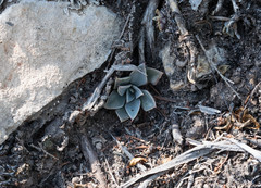 Echeveria paniculata