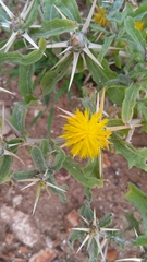 Centaurea hyalolepis