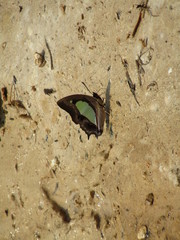 Polyura athamas