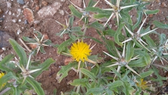 Centaurea hyalolepis