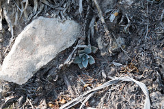 Echeveria paniculata