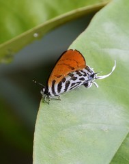 Drupadia ravindra moorei