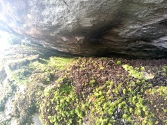 Hymenophyllum capense