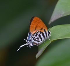 Drupadia ravindra moorei