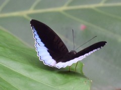 Tanaecia iapis puseda