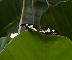 Moduza procris milonia