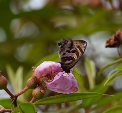 Flos fulgida singhapura