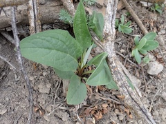 Cynoglossum officinale