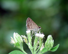Callimormus corades
